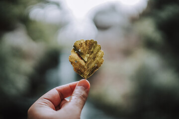 Hoja de arbol con cascada de fondo en una ruta natural