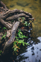 Salto de fe naturaleza cascada ruta natural verde de los alcornocales limpio lago plantas arboles