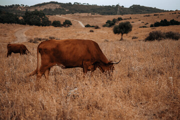 Campo natural abierto con montañas y padro de cardos con vacas retintas comiendo