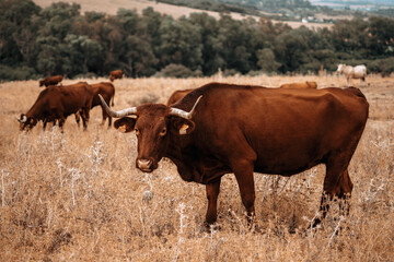 Naklejka na ściany i meble Campo natural abierto con montañas y padro de cardos con vacas retintas comiendo