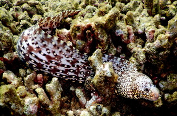 Costa Rica Pacific sea life