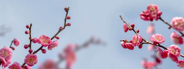 ピンクの梅の花