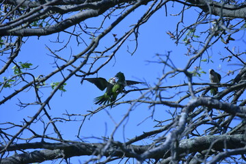 Parrots 3