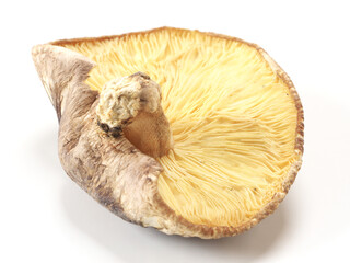 干し椎茸　大分県産　日本