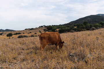 Paisaje montañoso con animales