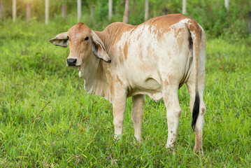 Naklejka na ściany i meble Cows standing no the green grass Thailand.