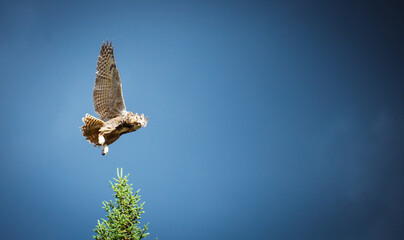Eagle owl landing on tree top