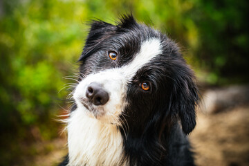 Wet dog looking the camera