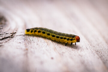Caterpillar close up