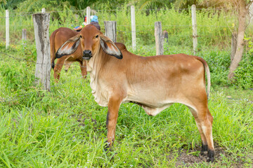 Cows standing no the green grass Thailand.