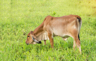 Obraz na płótnie Canvas Cow feeding on a green summer pasture.
