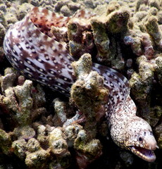 Costa Rica Pacific sea life