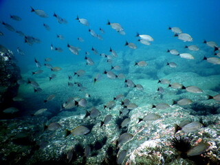 Costa Rica Pacific sea life
