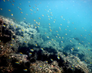 Naklejka na ściany i meble Costa Rica Pacific sea life