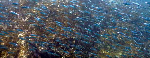 Costa Rica Pacific sea life