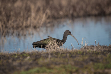 glossy Ibis