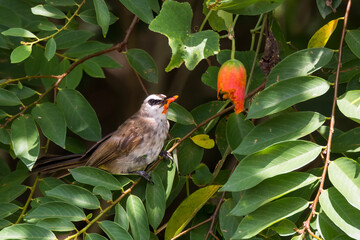 beautiful yellow vented bulbul