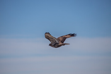 red tailed hawk flying away
