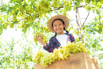 An Asian girl holds a grape and a box of grapes in her hand. Children working inside a vineyard in the background of green vineyards. The child was wearing a plaid shirt and a smiling hat. Grape farm