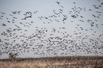 flock of birds in the sky
