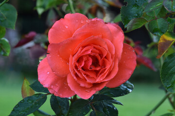 Candelabra Rose Face 02