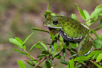 Green Barking treefrog sitting on a branch.