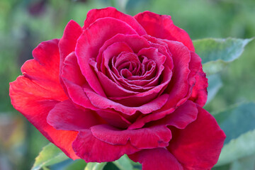 American Spirit Rose