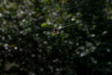 Pająk spider 