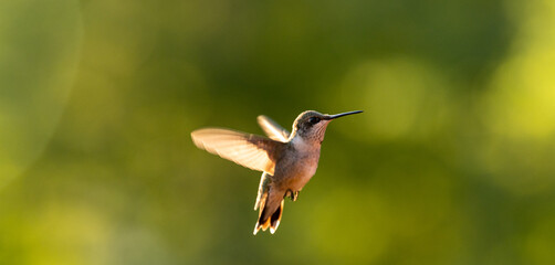 Fototapeta na wymiar Female Ruby-Throated Hummingbird