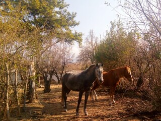 horse and foal