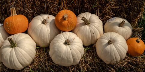 Pumpkin row