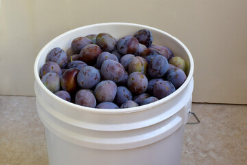 Bucket O Plums 04