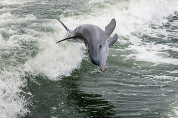 Obraz premium dolphin jumping out of water