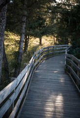 wooden bridge in the forest
