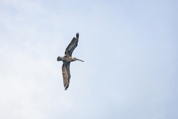 Obraz premium bird in flight