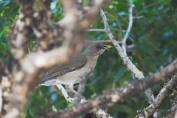 Creamy-bellied Thrush