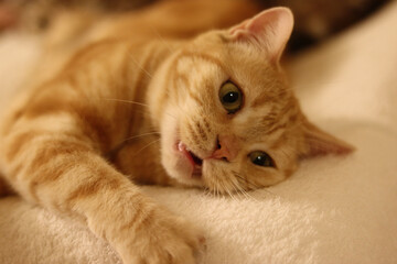 少し口を開けて遊ぶ寝る猫アメリカンショートヘア
American shorthair cat playing with his mouth open.