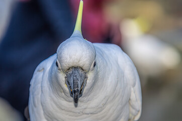 Cockatoo Menacing