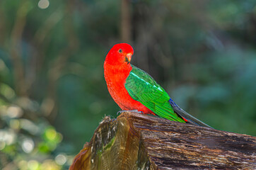 King Parrot On Log