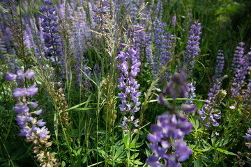 Obraz premium lavender field in region