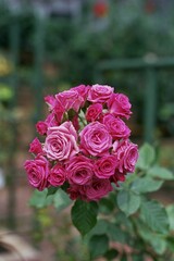 A Bunch of Small Pink Roses