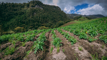 Fototapeta na wymiar Photograph of a potato crop near Manizales Caldas Colombia. In the background a large rock.