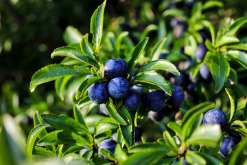 Fruits of the Blackthorn, Prunus spinosa, in autumn