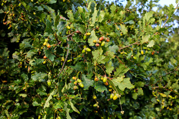 Acorn, fruit of oak, Quercus robur, Quercus pendunculata, many acorns on oak, Bavaria, Germany,...