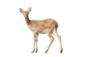 Brown deer standing isolate white background.