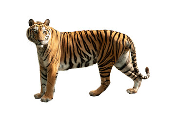Tiger isolated on white background.