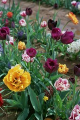 A Close Up Picture of a Flower Farm.