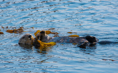 Obraz premium Sea otter resting near Morro rock on California coast