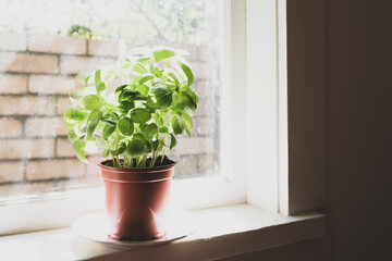 Close up of basil plant in brown plastic pot on sunny window sill - matte filter effect and selective focus