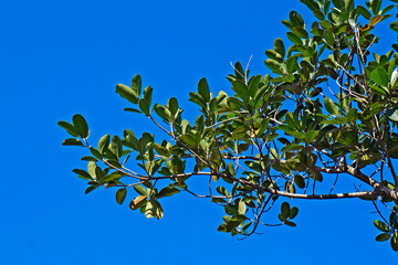 Tree branch and blue sky